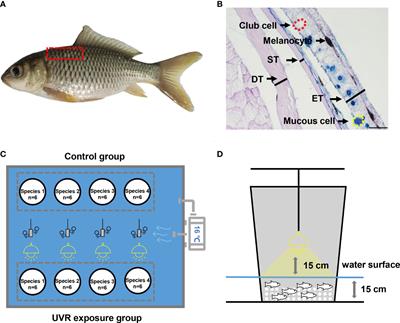 Interspecific differences and ecological correlations of ultraviolet radiation tolerance in low- and high-altitude fishes